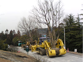 Tree planting on site grounds