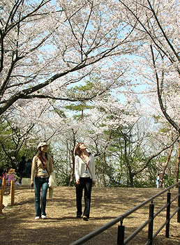 桜が一気に満開した画像