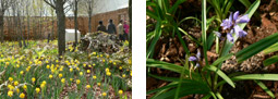 イングリッシュ・ガーデンは春の花が満開の画像2