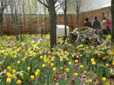 イギリス館の春　森をイメージした庭園の画像