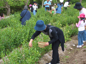 茶摘み体験の画像