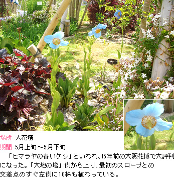 メコノプス:「ヒマラヤの青いケシ」といわれ、15年前の大阪花博で大評判になった。「大地の塔」側から上り、最初のスロープとの交差点のすぐ左側に10株も植わっている。
