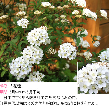 コデマリ:日本で古くから愛されてきたおなじみの花。江戸時代以前はスズカケと呼ばれ、庭などに植えられた。