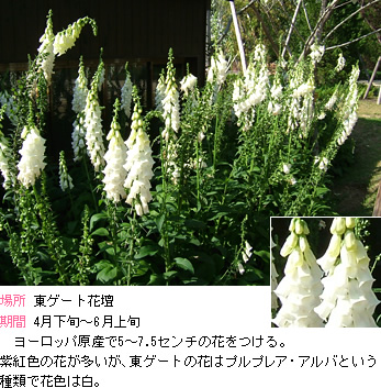 ジキタリス:ヨーロッパ原産で5～5.7センチの花をつける。柴紅色の花が多いが、東ゲートの花はプルプレア・アルバという種類で花色は白。