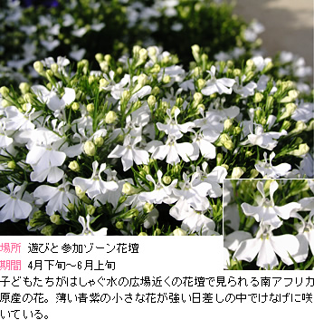 ロベリア:子供たちがはしゃぐ水の広場近くの花壇で見られる南アフリカ原産の花。薄い青紫の小さな花が強い日差しの中でけなげに咲いている。