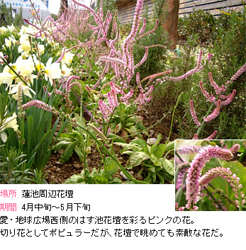 スターチス:愛･地球広場西側のはす池花壇を彩るピンクの花。切り花としてポピュラーだが、花壇で眺めても素敵案花だ。