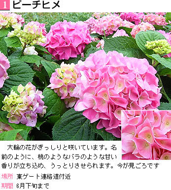ピーチヒメ 大輪の花がぎっしりと咲いています。名前のように、桃のようなバラのような甘い香りが立ち込め、うっとりさせられます。今が見ごろです
