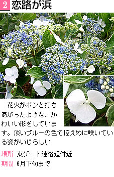 恋路が浜 花火がポンと打ちあがったような、かわいい形をしています。淡いブルーの色で控えめに咲いている姿がいじらしい