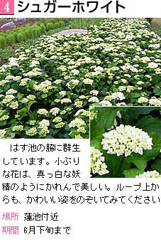 シュガーホワイト 蓮池の脇に群生しています。小ぶりな花は、真っ白な妖精のように可憐で美しい。ループ上からも、かわいい姿をのぞいてみてください