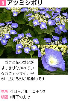 アツミシボリ ガクと花の部分がはっきり分かれているガクアジサイ。平らに広がる形が印象的です