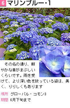 マリンブルー・1 その名の通り、鮮やかな青がまぶしいくらいです。雨を受けてより深い色を放っている姿は、美しく、凛々しくもあります。