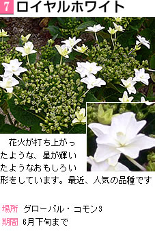 墨田の花 火花火が打ち上がったような、星が輝いたようなおもしろい形をしています。最近、人気の品種です。