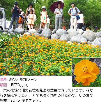 キバナコスモスの説明。水の広場北側の花壇を見事な黄色で彩っています。花がらを摘んでやると、とても長く花をつけるので、いつまでも楽しむことができます。