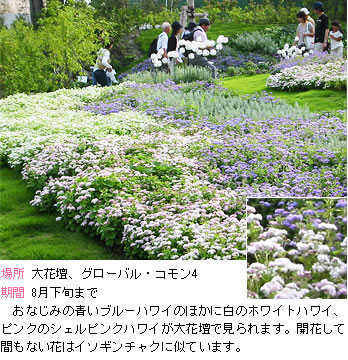 アゲラタムの説明。おなじみの青いブルーハワイのほかに白のホワイトハワイ、ピンクのシェルピンクハワイが大花壇で見られます。開花して間もない花はイソギンチャクに似ています。