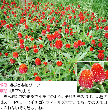 センニチソウの説明。真っ赤な花がまるでイチゴのよう。それもそのはず、品種名はストロベリー(イチゴ）フィールズです。でも、つまんで口に入れないでくださいね。