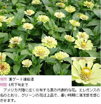 ジニアエレガンスの説明。アメリカ大陸に広く分布する夏の代表的な花。エレガンスの名のとおり、グリーンの花は上品で、暑い時期に清涼感を感じさせます。