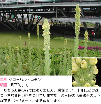 バーバスカムの説明。もちろん菜の花ではありません。現在は１メートルほどの茎に小さな黄色い花をつけていますが、のっぽの代表選手のような花で、２～３メートルまで成長します。
