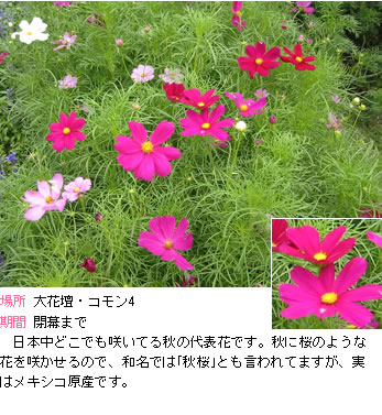 コスモスの説明。日本中どこでも咲いてる秋の代表花です。秋に桜のような花を咲かせるので、和名では｢秋桜｣とも言われてますが、実はメキシコ原産です。