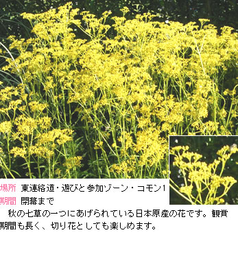 オミナエシの説明。秋の七草の一つにあげられている日本原産の花です。観賞期間も長く、切り花としても楽しめます。