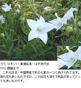 キキョウの説明。これも日本・中国原産で秋の七草の一つにあげられてます。紫の花も良いものですが、この白花も清そで気品があってとっても良いものです。