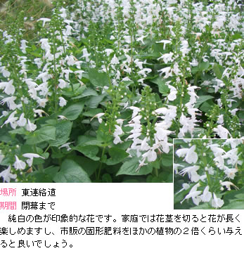 サルビア　コッキネアの説明。純白の色が印象的な花です。家庭では花茎を切ると花が長く楽しめますし、市販の固形肥料をほかの植物の２倍くらい与えると良いでしょう。。