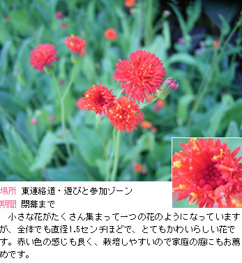 エミリア　コッキネアの説明。小さな花がたくさん集まって一つの花のようになっていますが、全体でも直径1.5センチほどで、とてもかわいらしい花です。赤い色の感じも良く、栽培しやすいので家庭の庭にもお薦めです。