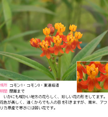 アスクレピアスの説明。いかにも暖かい地方の花らしく、珍しい花の形をしてます。花色が美しく、遠くからでも人の目を引きますが、南米、アフリカ原産で寒さには弱い花です。