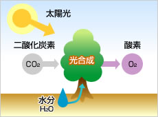 光合成の仕組み