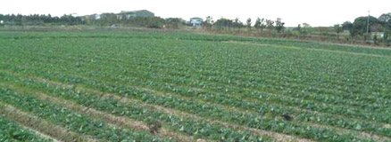 堆肥を使って野菜や果物を栽培する畑