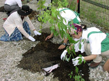 植樹活動