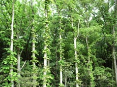 里山遊歩ゾーンの画像