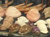 サントメ・プリンシペの美しい貝殻の画像