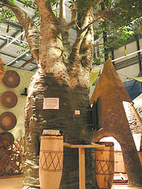 アンゴラで薬としても使われるバオバブの木の画像