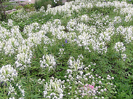 大花壇はいつも季節の花が満開（6月下旬）の画像