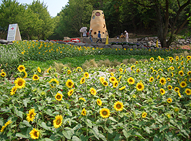 遊びと参加ゾーンに咲いたひまわり（6月下旬）の画像