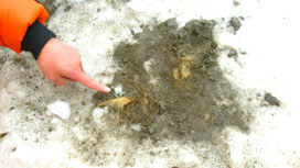 発見場所で確認されたユカギルマンモスの体毛