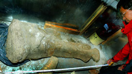 発見現場近くの永久凍土内に保存されていた左前肢