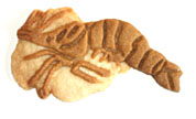 試作クッキー（愛知の魚：クルマエビ）