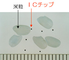 0.4mm角の超小型ICチップと米粒