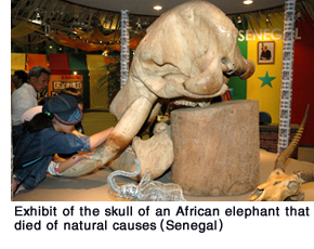 Exhibit of the skull of an African elephant that died of natural causes