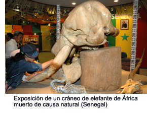 Exhibit of the skull of an African elephant that died of natural causes