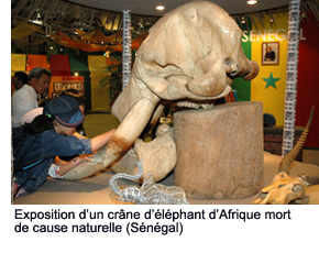 Exhibit of the skull of an African elephant that died of natural causes