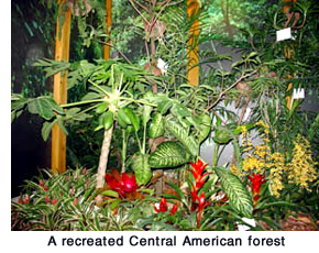 A recreated Central American forest