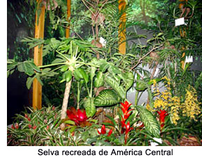 A recreated Central American forest