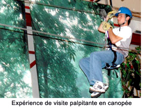 A thrilling canopy tour experience
